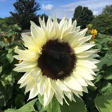 Sunflowers Procut White Nite Sunflower White Sunflowers Seeds Sunflower