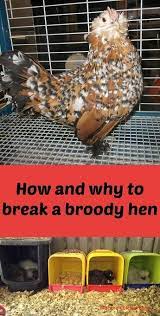 Closing down the nest area. How And Why To Break A Broody Hen This Really Works Broody Hen Broody Backyard Chicken Coops