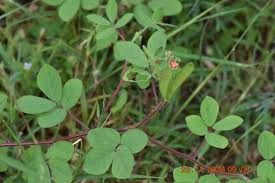 Image result for Chamaecrista absus