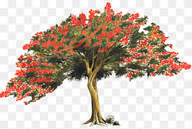 Pretty leaves of the delonix regia (gulmohar) tree.זה סוג העץ שיש בקסטיאל שהוא מאוד. Delonix Png Images Pngwing