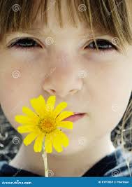 32,426 Delicate Daisy Flower Stock Photos