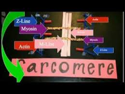 Sarcomere Project Mov Projects Convenience Store Products