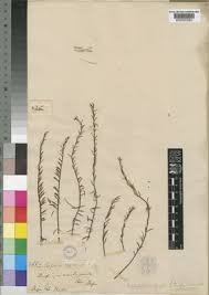 Image result for Laurembergia repens