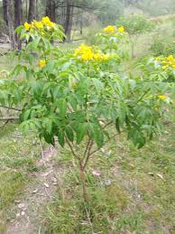 Image result for Senna septemtrionalis