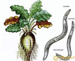 Pest control adalah dalam bahasa indonesia berarti pengendalian hama adalah suatu proses usaha dengan demikian penggunaan pestisida akan semakin berkurang bahkan tidak diperlukan lagi. Apa Yang Dimaksud Dengan Nematoda Dan Bagaimana Menghadapinya Taman