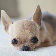 Chihuahua Vibes On Instagram When You Re Never Bored Enough To Click A Picture In 2020 Chihuahua Chihuahua Lover Bulldog
