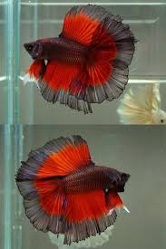 Siamese Fighting Fish Black Red Butterfly Double Tail Half Moon Betta Splendens Betta Fish Betta Fish Types Betta
