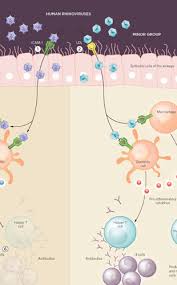 A viral biorealm page on the genus rhinovirus. Catching The Cold The Scientist Magazine