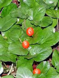 Image result for Geophila repens