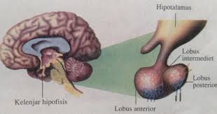 Maybe you would like to learn more about one of these? Kelenjar Manusia 6 Kelenjar Penghasil Hormon Tempat Dan Fungsinya Serta Efeknya