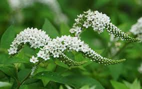 Image result for Lysimachia