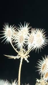 Image result for Agrocharis