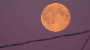 The plant is native to the eastern united states and is one of the earliest widespread flowers of spring. Tonight S Super Pink Moon Is Going To Be The Year S Best Chicago News Wttw