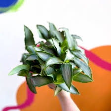 Image result for Murdannia stricta