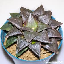 Image result for Digitaria atrofusca