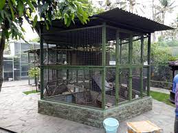 Kandang ayam sederhana dari kawat. Kandang Ternak Ayam Ringneck Pheasant