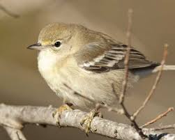 Michigan Bird With Black And White Striped Head Pine Warbler In 2020 Pet Birds Backyard Birds Bird
