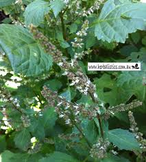 Image result for Psychotria moninensis