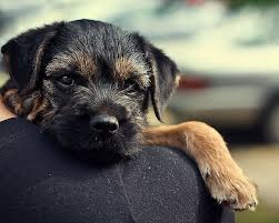 10 Weeks Old Border Terrier Dog Breeds Westie Terrier