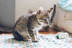 What Are The Risks Of Fleas On Newborn Kittens Quora