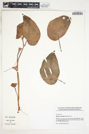 Image result for Begonia poculifera