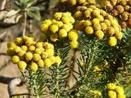 Image result for Phymaspermum