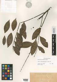 Image result for Phyllanthus kaessneri