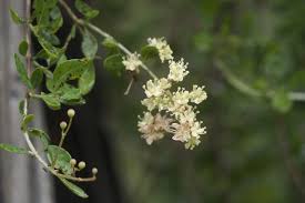 Image result for Lawsonia inermis