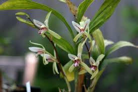 Image result for Chlorophytum lancifolium