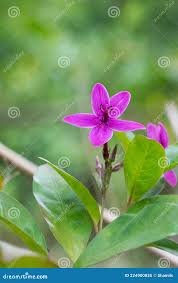 Image result for Eranthemum laxiflorum