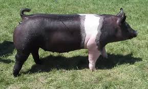 Ca sa ai un acvariu trebuie sa ai cunstinte despre speciile de pesti din acvariu, hrana, decor, substrat, plante, intretinere, echipamente, si altele. Rasa De Porci Hampshire Foarte Apreciata Pentru Calitatea Carcaselor