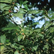 Image result for Premna mooiensis