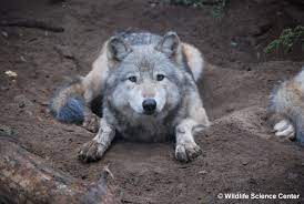 Gray Wolf Wolf Spirit Animal Wolf Life Wolf Pictures