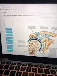 The structure of bone tissue suits the function. Drag The Labels To Identify The Structures Of A Long Bone Solved Label The Parts Of A Long Bone By Clicking And Dra Chegg Com If You Think Elbow And