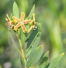 Image result for Periploca