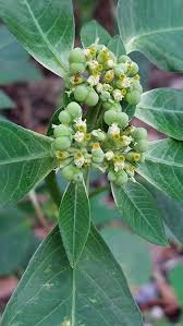 Image result for Euphorbia heterophylla