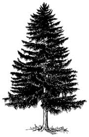 Choose from over a million free vectors clipart graphics vector art images design templates and illustrations created by artists worldwide. 30000 Clipart Of Evergreen Trees Public Domain Vectors