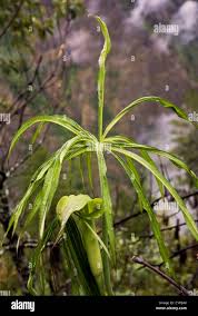 Image result for Arisaema mildbraedii