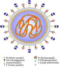 It is a worldwide problem that presents primarily as an acute respiratory disease, but depression, nervous manifestations, or diarrhea may be the predominant clinical form. Molecular Structure Of Newcastle Disease Virus Newcastle Disease Virus Download Scientific Diagram