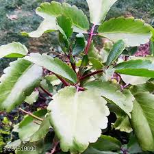 Image result for Bryophyllum