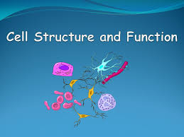 We did not find results for: Cell Structure And Function Ppt Video Online Download