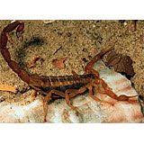 How To Get Rid Of Scorpions The Homestead Survival Homestead Survival Scorpion Household Pests