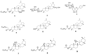 Image result for Phragmanthera capitata
