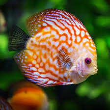 Care Guide For Discus Fish – The King Of The Freshwater Aquarium – Aquarium  Co-Op