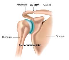 Learn about shoulder anatomy, muscles in the shoulder joints and watch anatomy of the shoulder video's presented by joi. Shoulder Anatomy Shoulder Girdle And Shoulder Joint Explained