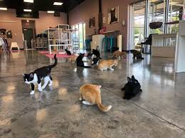 Purr Catfe Is A Completely Cat Themed Catopia Of A Cafe In Arkansas Cat Shop Cat Theme Cat Merchandise