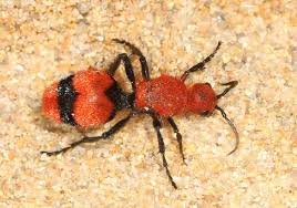 Image result for Antherotoma debilis