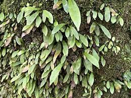 Image result for Loxogramme latifolia