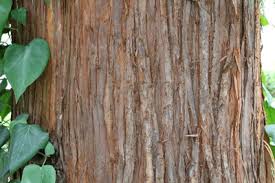 Check spelling or type a new query. Sicheltanne Cryptomeria Japonica Pflege Anleitung Gartendialog De