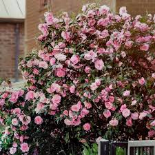 Image result for Camellia japonica